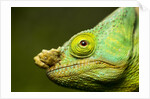 Parson's Chameleon, Andasibe-Mantadia National Park, Madagascar by Anonymous