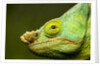Parson's Chameleon, Andasibe-Mantadia National Park, Madagascar by Anonymous