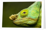 Parson's Chameleon, Andasibe-Mantadia National Park, Madagascar by Anonymous