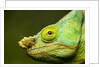 Parson's Chameleon, Andasibe-Mantadia National Park, Madagascar by Anonymous