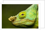 Parson's Chameleon, Andasibe-Mantadia National Park, Madagascar by Anonymous