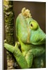 Parsons Chameleon, Andasibe-Mantadia National Park, Madagascar by Anonymous