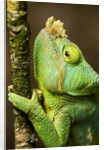 Parsons Chameleon, Andasibe-Mantadia National Park, Madagascar by Anonymous
