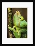 Parsons Chameleon, Andasibe-Mantadia National Park, Madagascar by Anonymous