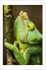 Parsons Chameleon, Andasibe-Mantadia National Park, Madagascar by Anonymous