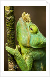 Parsons Chameleon, Andasibe-Mantadia National Park, Madagascar by Anonymous