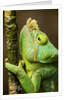 Parsons Chameleon, Andasibe-Mantadia National Park, Madagascar by Anonymous