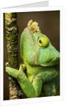 Parsons Chameleon, Andasibe-Mantadia National Park, Madagascar by Anonymous