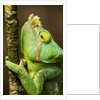 Parsons Chameleon, Andasibe-Mantadia National Park, Madagascar by Anonymous