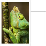 Parsons Chameleon, Andasibe-Mantadia National Park, Madagascar by Anonymous