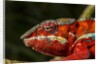 Panther Chameleon, Madagasdar by Anonymous
