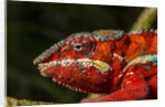 Panther Chameleon, Madagasdar by Anonymous