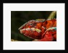 Panther Chameleon, Madagasdar by Anonymous