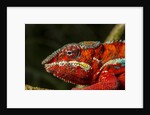 Panther Chameleon, Madagasdar by Anonymous