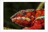 Panther Chameleon, Madagasdar by Anonymous