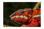 Panther Chameleon, Madagasdar by Anonymous