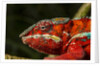 Panther Chameleon, Madagasdar by Anonymous