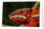 Panther Chameleon, Madagasdar by Anonymous