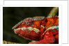 Panther Chameleon, Madagasdar by Anonymous