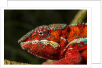 Panther Chameleon, Madagasdar by Anonymous