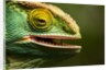 Parsons Chameleon Eating, Madagascar by Anonymous
