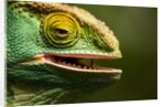 Parsons Chameleon Eating, Madagascar by Anonymous