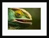Parsons Chameleon Eating, Madagascar by Anonymous