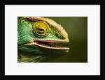 Parsons Chameleon Eating, Madagascar by Anonymous