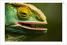 Parsons Chameleon Eating, Madagascar by Anonymous