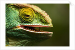 Parsons Chameleon Eating, Madagascar by Anonymous
