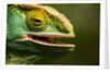 Parsons Chameleon Eating, Madagascar by Anonymous