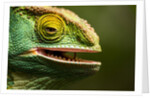 Parsons Chameleon Eating, Madagascar by Anonymous