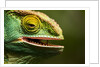 Parsons Chameleon Eating, Madagascar by Anonymous