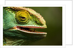Parsons Chameleon Eating, Madagascar by Anonymous