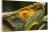 Parsons Chameleon, Madagascar by Anonymous