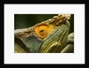 Parsons Chameleon, Madagascar by Anonymous