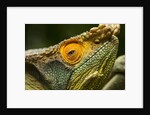 Parsons Chameleon, Madagascar by Anonymous
