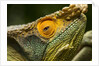 Parsons Chameleon, Madagascar by Anonymous
