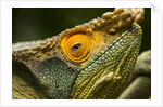 Parsons Chameleon, Madagascar by Anonymous