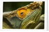 Parsons Chameleon, Madagascar by Anonymous
