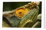Parsons Chameleon, Madagascar by Anonymous