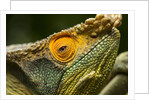 Parsons Chameleon, Madagascar by Anonymous