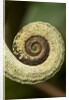 Parsons Chameleon Tail, Madagascar by Anonymous