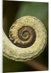 Parsons Chameleon Tail, Madagascar by Anonymous