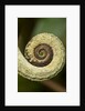 Parsons Chameleon Tail, Madagascar by Anonymous