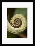 Parsons Chameleon Tail, Madagascar by Anonymous