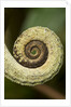 Parsons Chameleon Tail, Madagascar by Anonymous