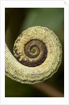 Parsons Chameleon Tail, Madagascar by Anonymous