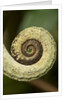 Parsons Chameleon Tail, Madagascar by Anonymous