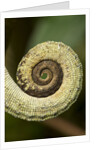 Parsons Chameleon Tail, Madagascar by Anonymous